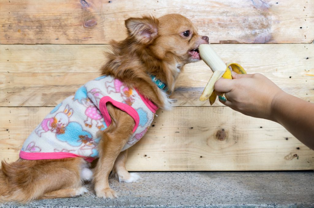 dois cunnhados animais frutas