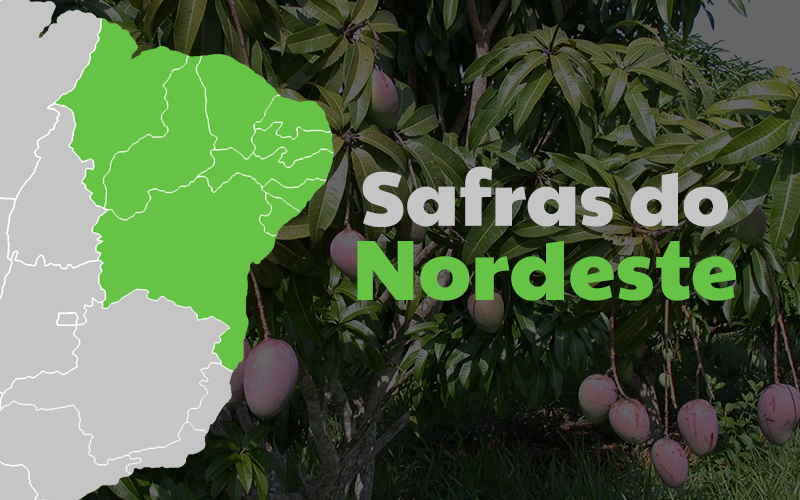 safras-nordeste